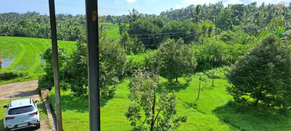 DIJUAL TANAH KEBUN DURIAN MUSAKING TABANAN BALI HARGA MIRING