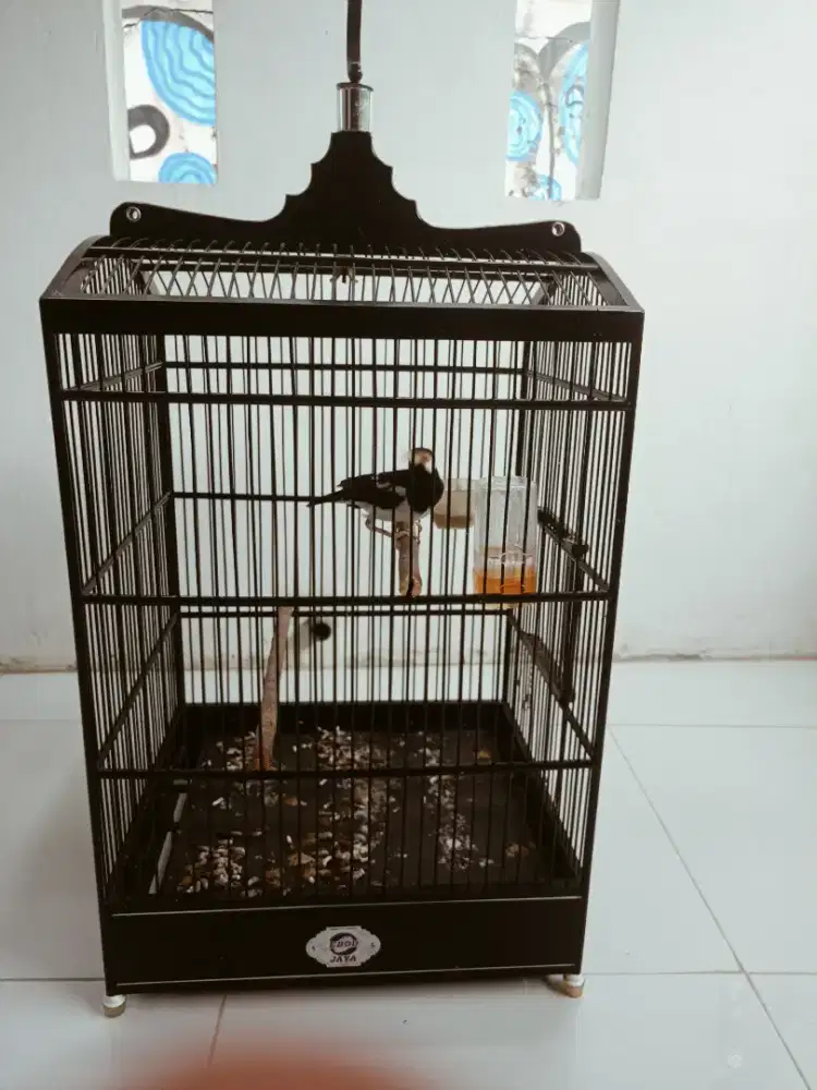 Jalak Suren Jawa Jsj isian kenari dan sikatan londo