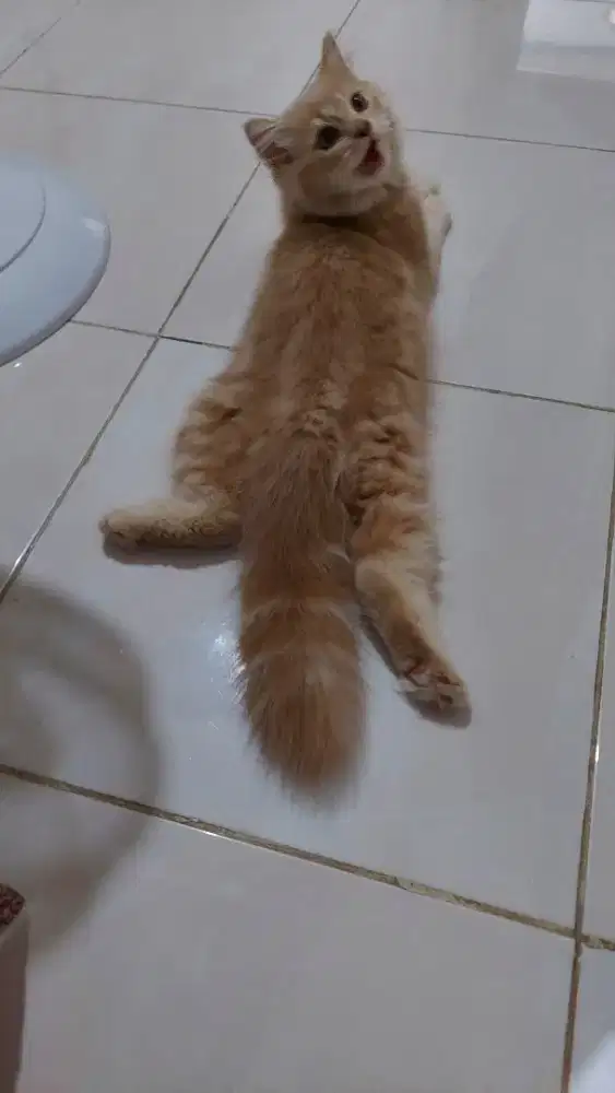 Kitten (Anak Kucing) Persia Bigbone Oren Marble, Jantan, Umur 5 Bulan