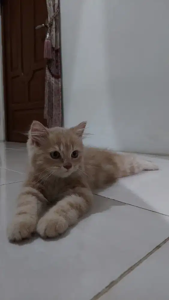Kitten (Anak Kucing) Persia Bigbone Oren Marble, Jantan, Umur 6 Bulan
