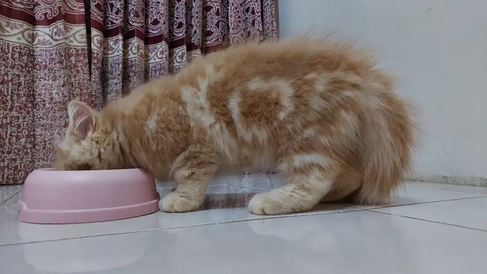 Kitten (Anak Kucing) Persia Bigbone Oren Marble, Jantan, Umur 7 Bulan