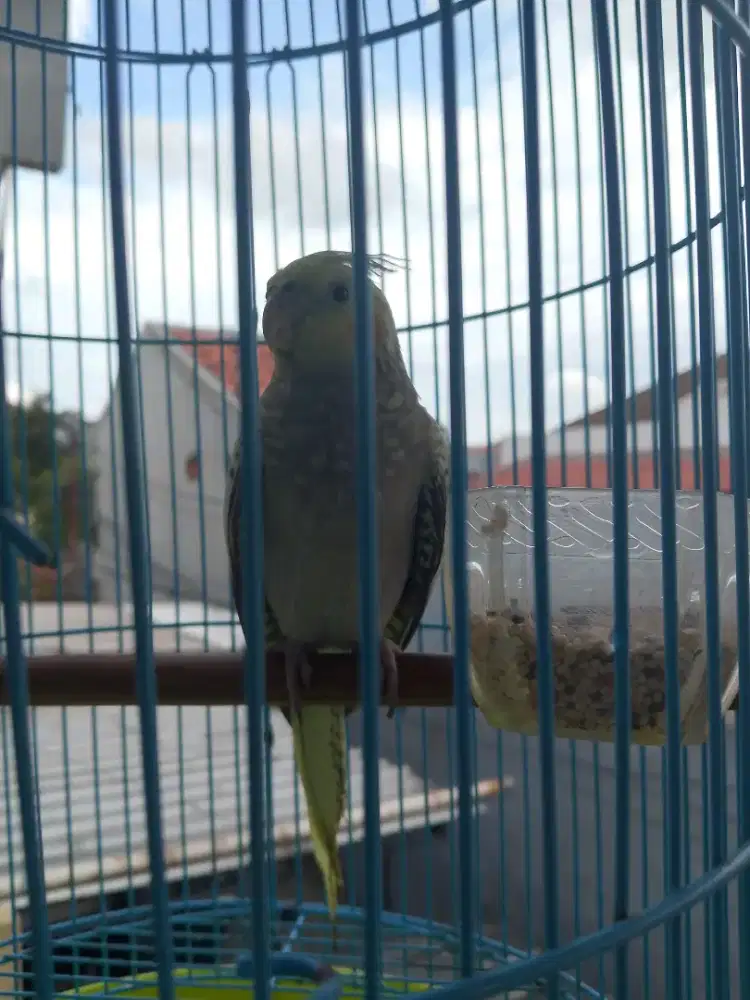 Di jual paket murmer ...ikan chana asiatica 2 ekor + burung falk