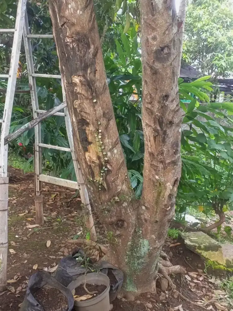 Pohon gaharu ada 6 pohon