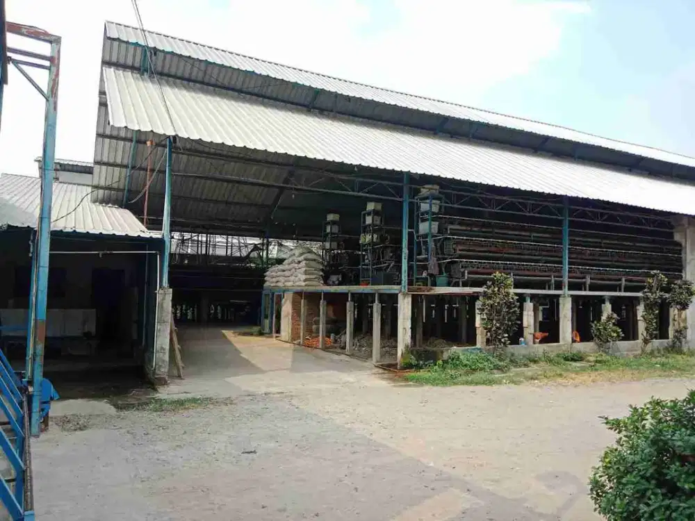 DI JUAL PETERNAKAN AYAM PETELOR PRODUKTIF DENGAN PERIJINAN AKTIF SHM