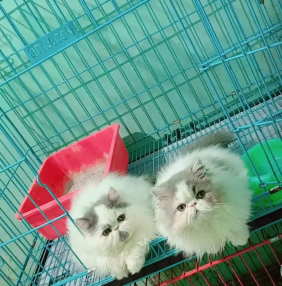 Kucing Persia peaknose