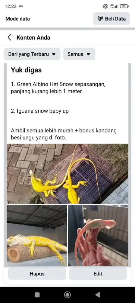 BU Iguana Green Albino Het Snow dan Iguana Snow