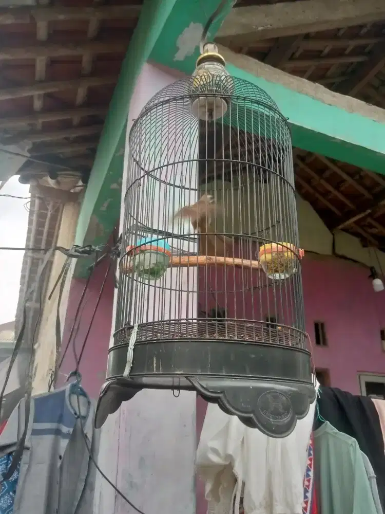 Jual aja burung crukcukan