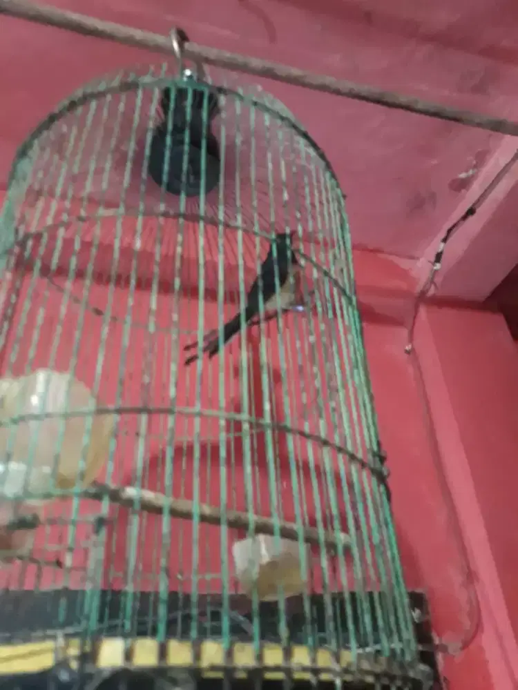 muray betina usia mapan