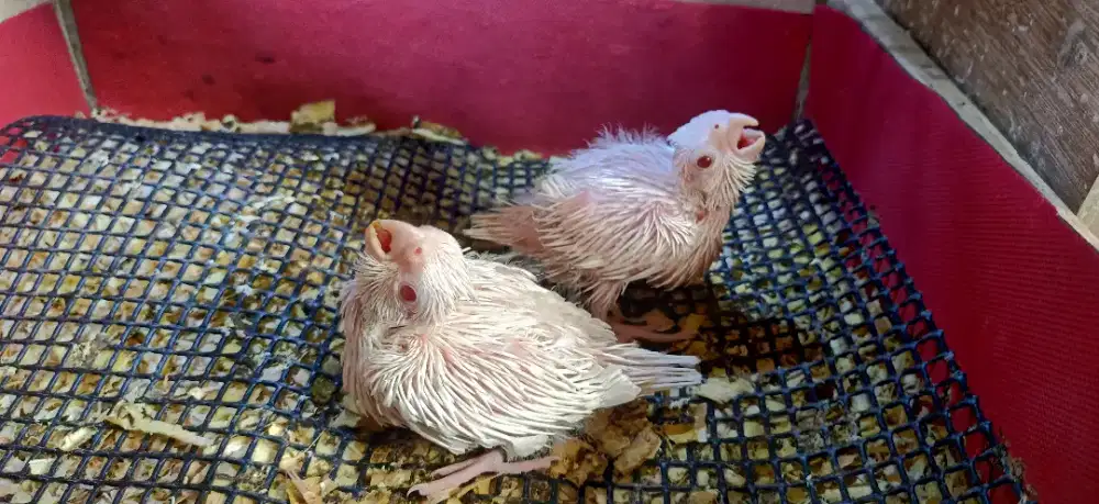 Baby Lolohan Burung Falk Albino MM