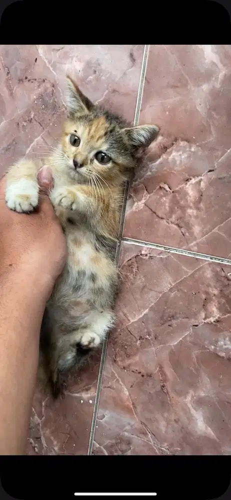 Kitten mixdome betina