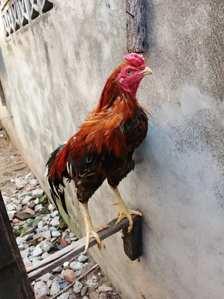 Ayam Siam Bangkok klasik