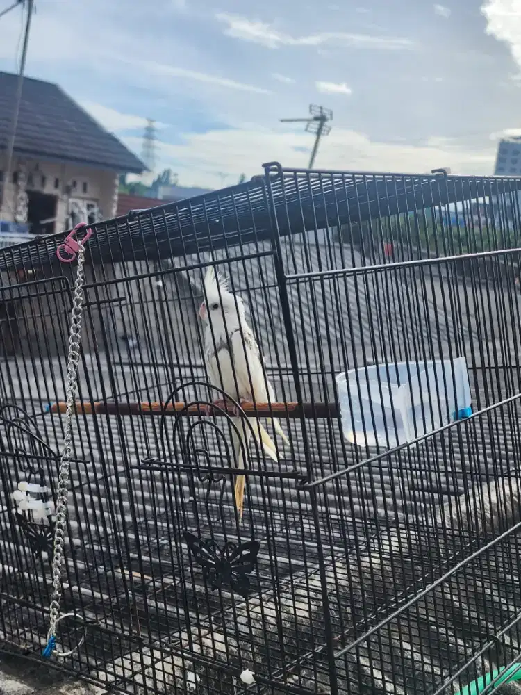 Falk (parkit australi)