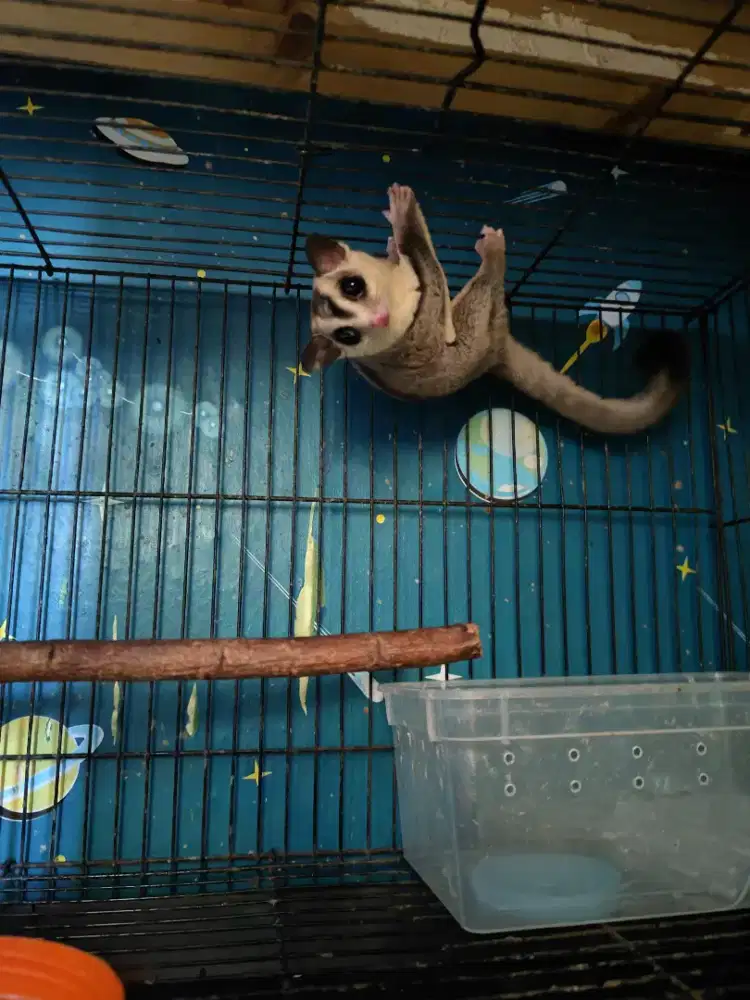 Sugar Glider  White Face