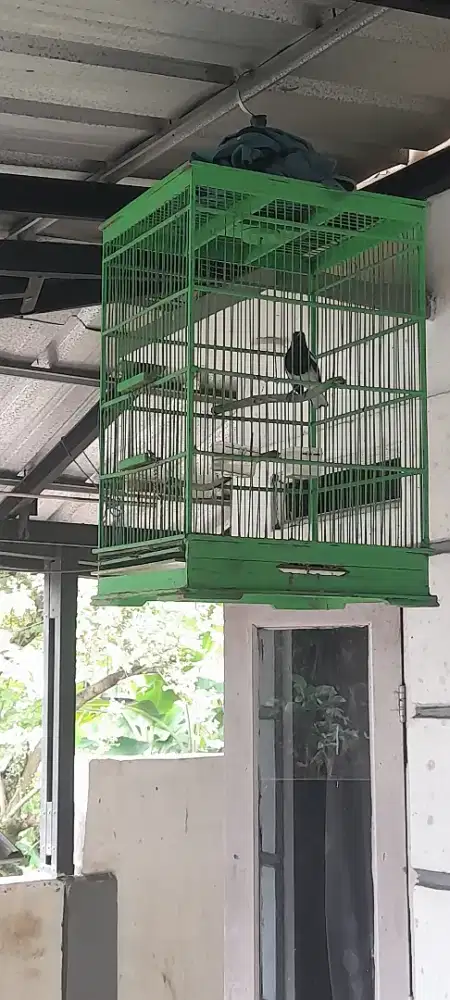 Jual burung Kacer Jawa Barat gacor+kandang harian murah