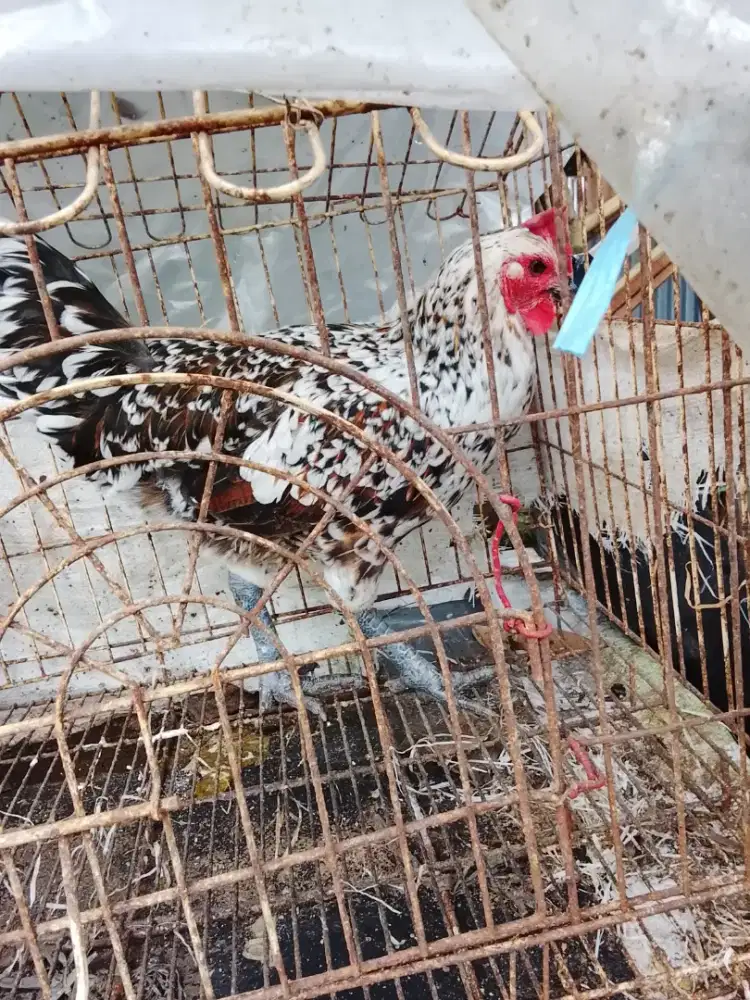 Biang pelung brumbun