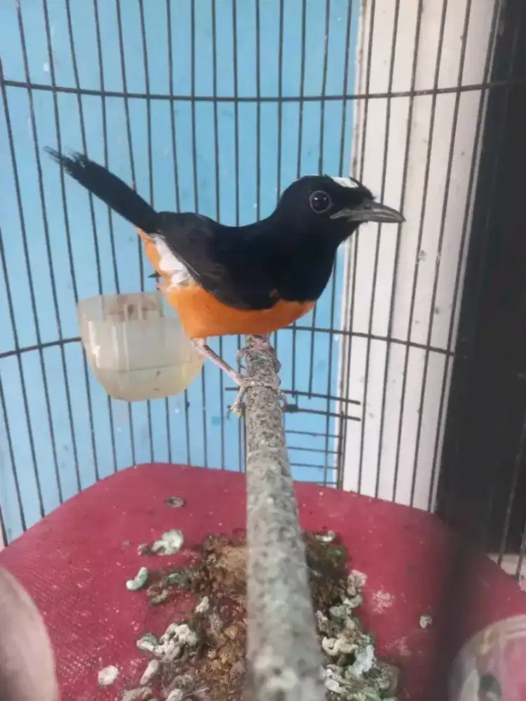 Jual burung murai batu avatar borneo jantan