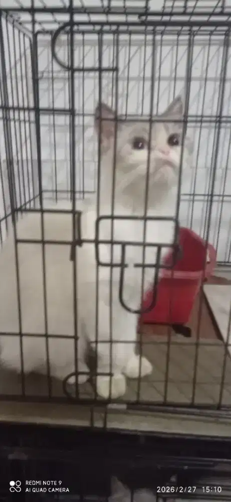 Lepas adop ganti pakan