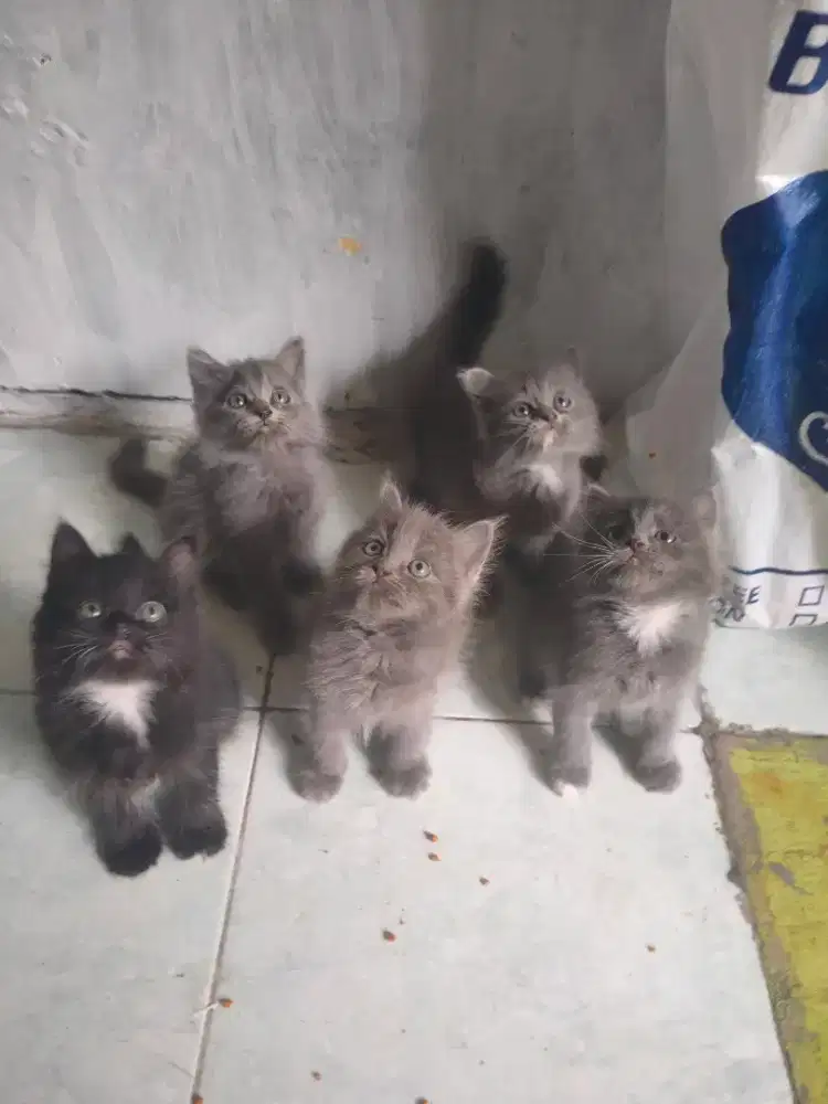 Kitten Persia jantan-betina 2,5 bulan