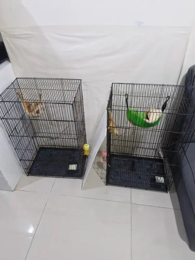 paket sugar glider indukan edisi pensiun
