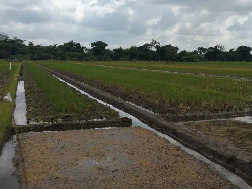 JUAL TANAH SAWAH MURAH DI GAMPING SLEMAN