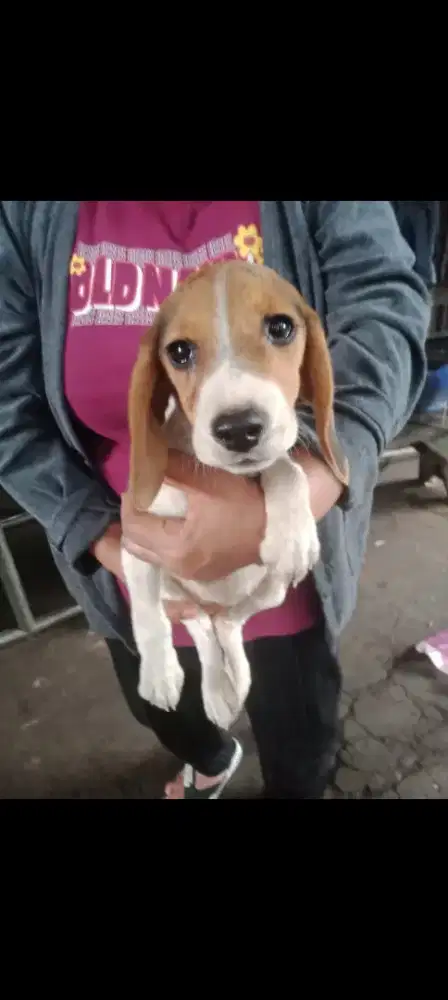 Beagel cut beagel lucu beagel