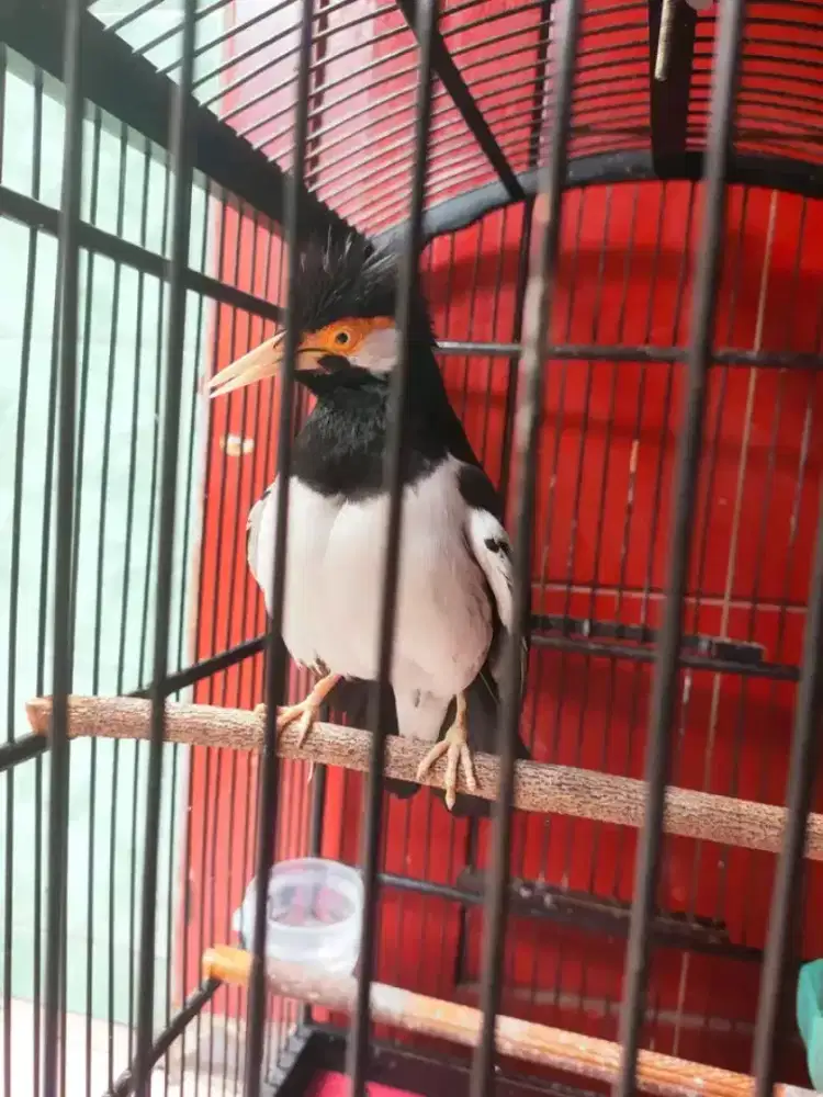 Jual burung jalak suren nyatpam gacor variasi