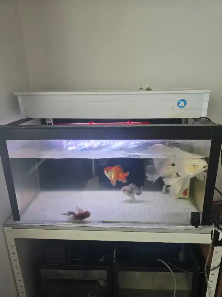 JUAL AQUARIUM + IKAN