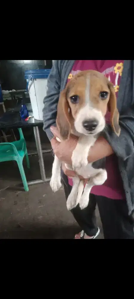 Beagel puppy. Jantan