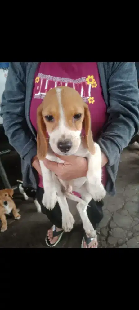 Beagel Puppy BETINA