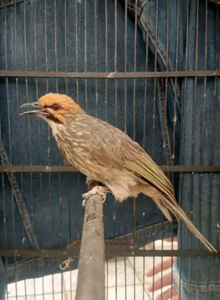 Jual burung cucak rowo jantan harian ramej
