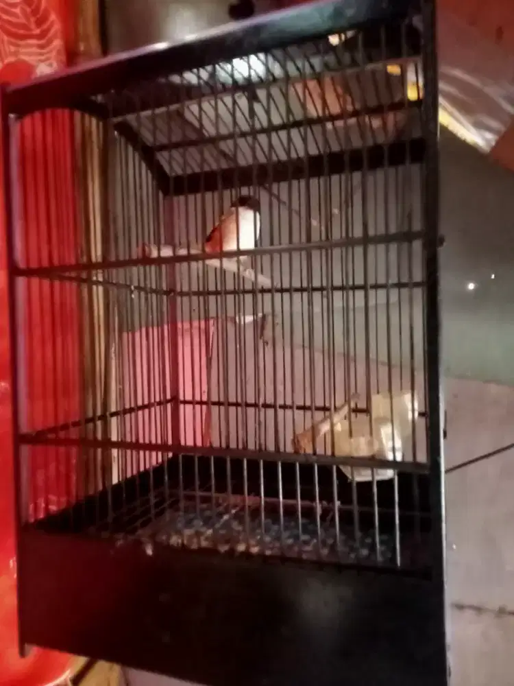 Burung Toed/Cendet Jatim