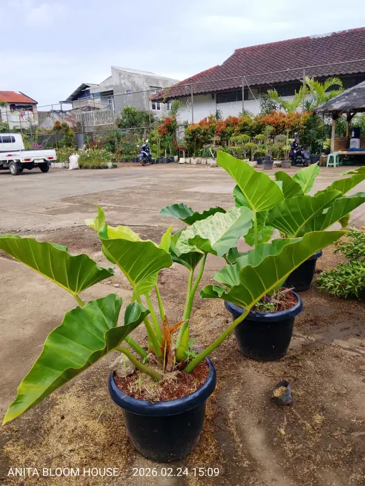 Tanaman Philo marble