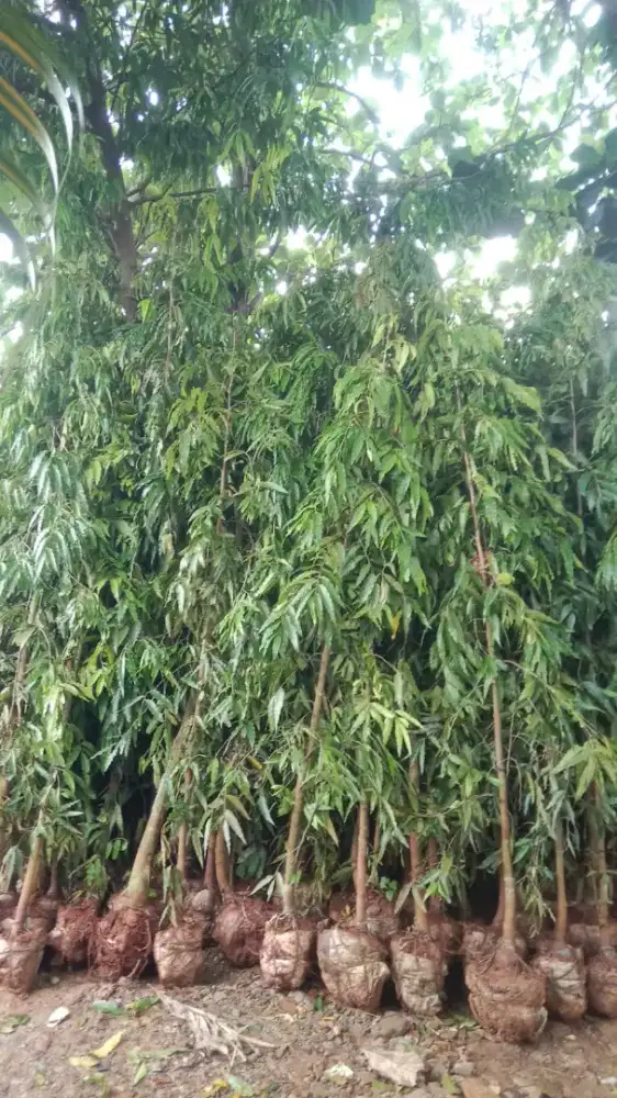 Tanaman Glodogan ukuran 3 meter