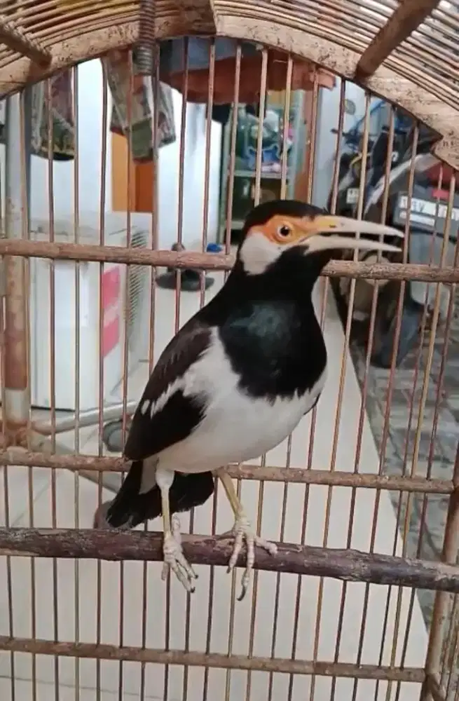 BURUNG JALAK SUREN JANTAN JINAK GACOR DAN SUARA ISIAN FULLSET
