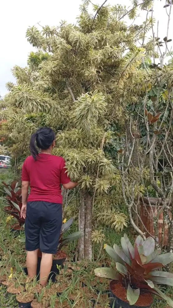 Tanaman Song of India tinggi 3 meter