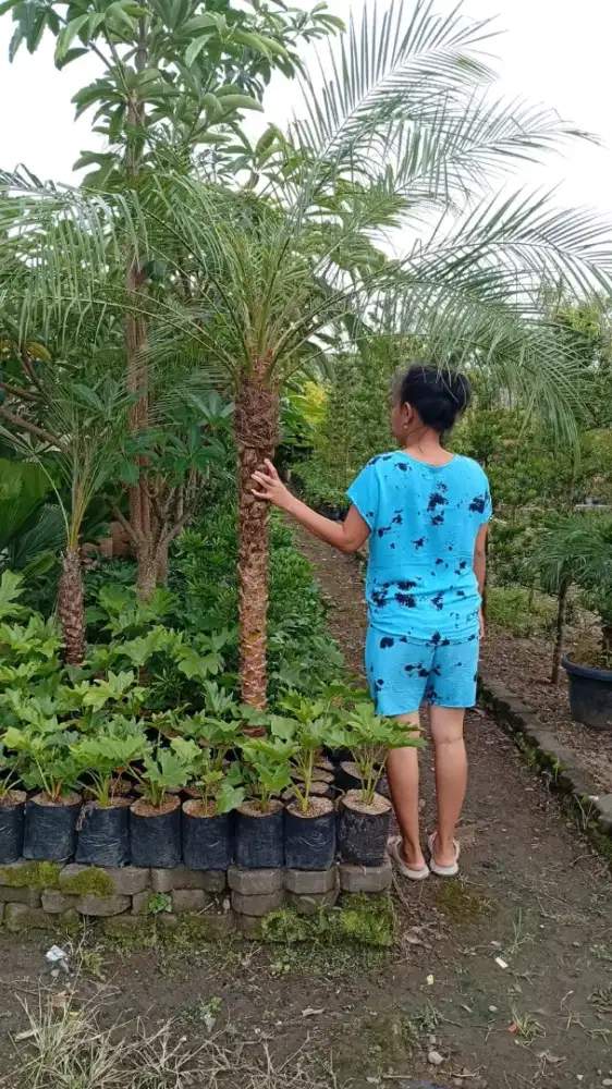 Tanaman palem Phoenix