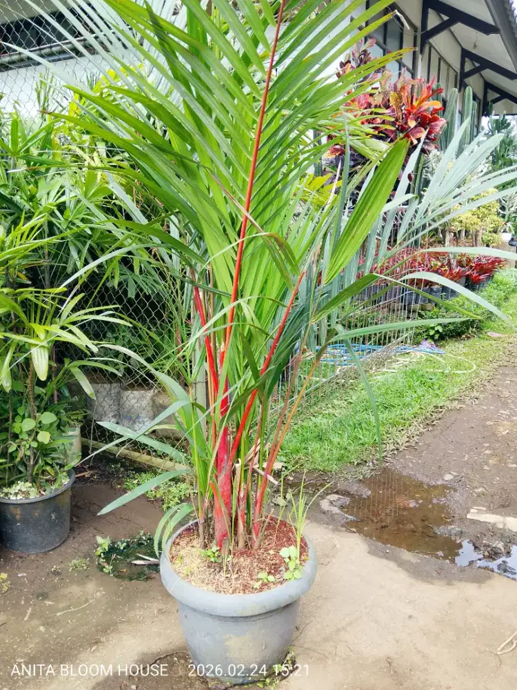 Jual tanaman palem merah