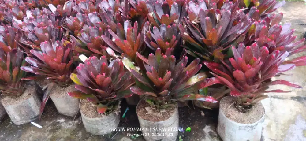 Tanaman Bromelia mawar