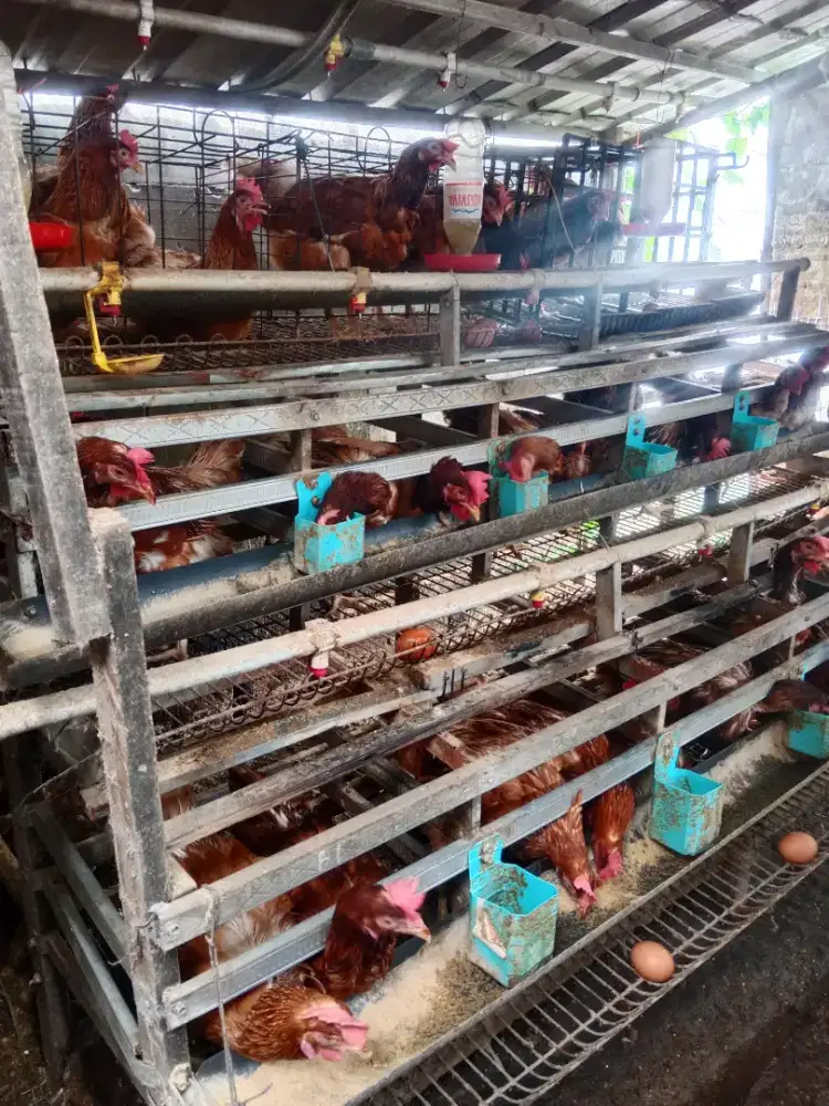 Ayam petelor Usia 15 bln.