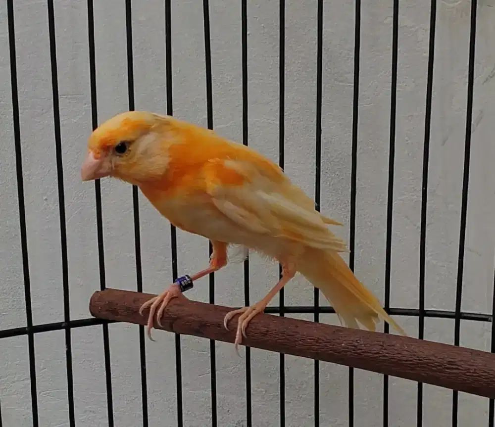 Kenari paud jantan silangan f1sf x merlok