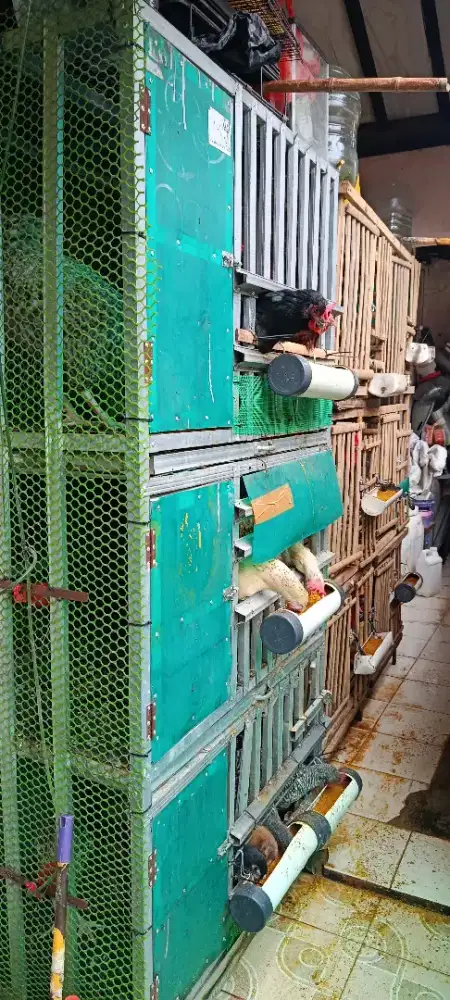 Ayam Kuntara dan Kandang Ayam