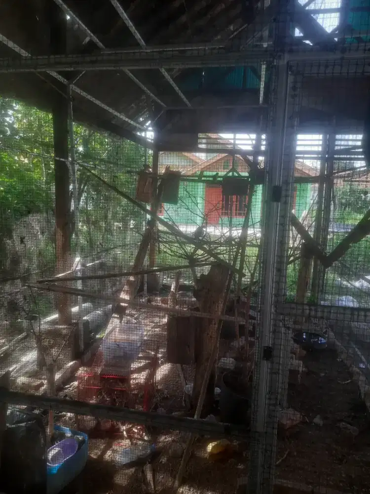 SEPASANG CUCAK ROWO PRODUKSI