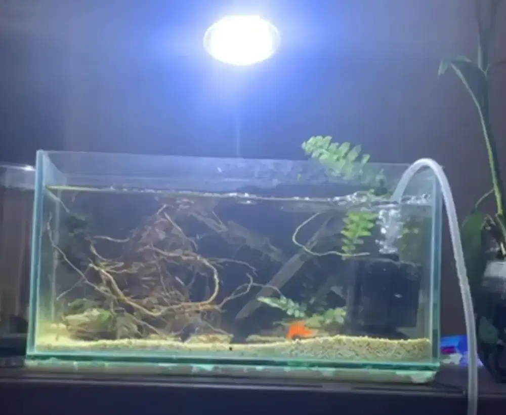 Aquarium mini cupang