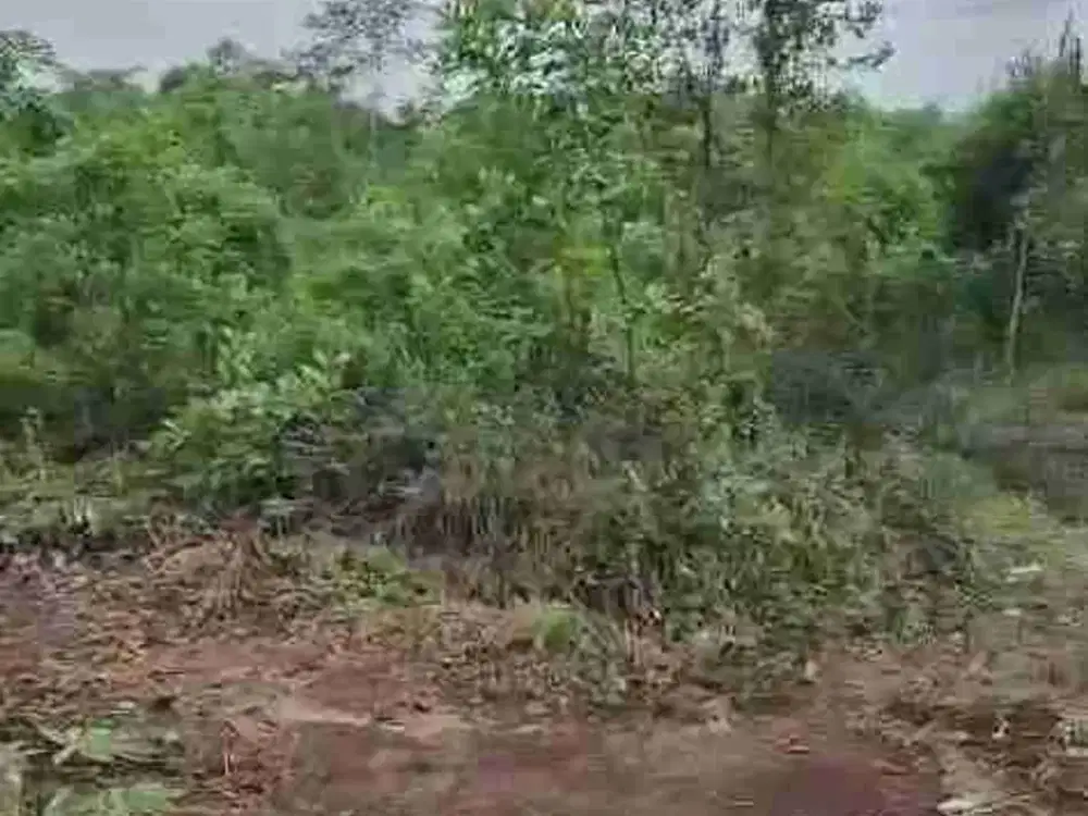 jual tanah murah LT 50ha, shm, nempel jln propinsi