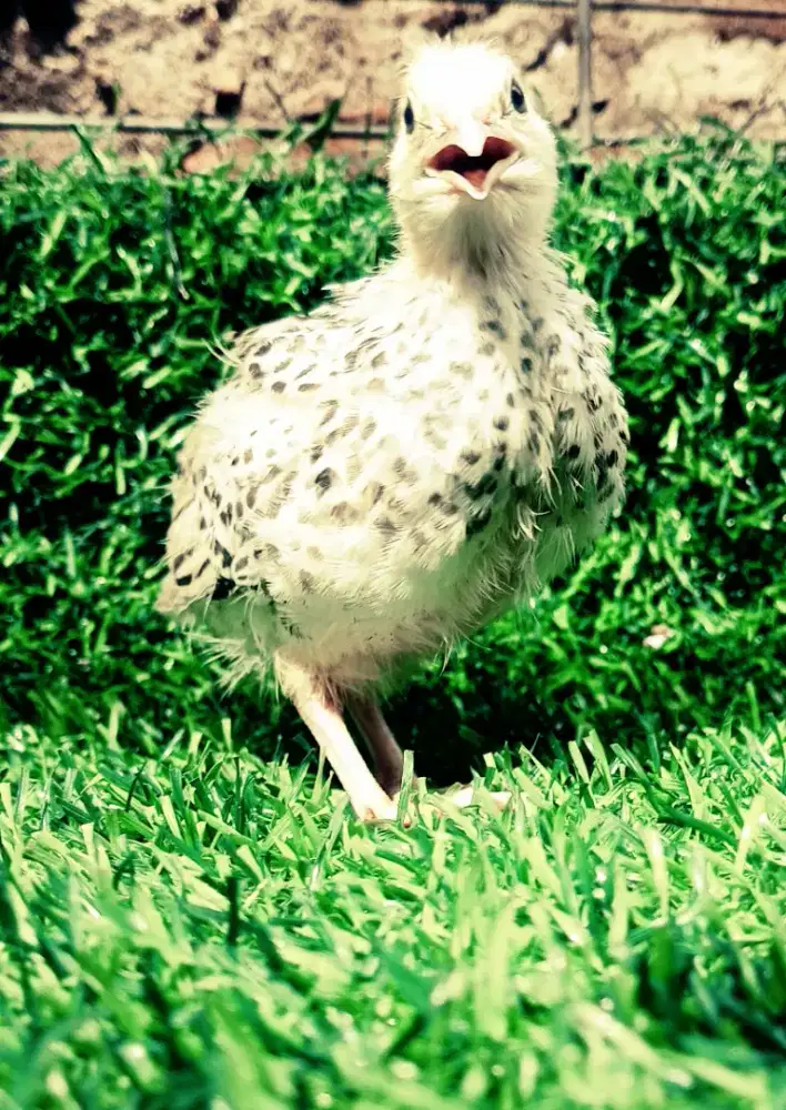 anakan puyuh petelur