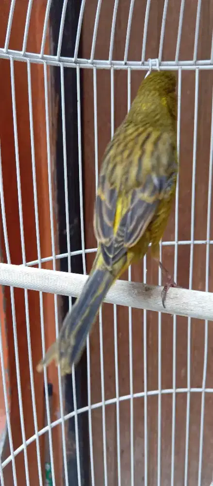 Kenari betina ijo botol polos siapan