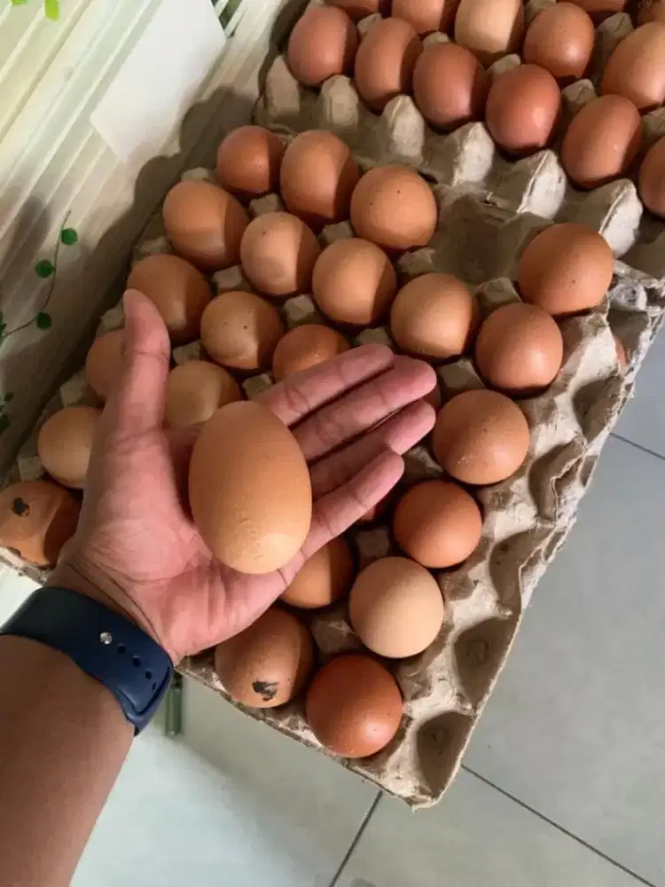 Telur Ayam Fresh