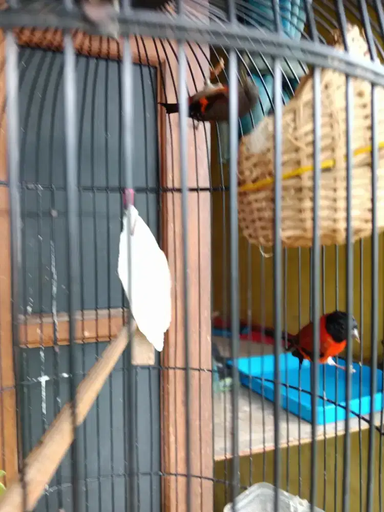 Red Siskin Sepasang Produksi