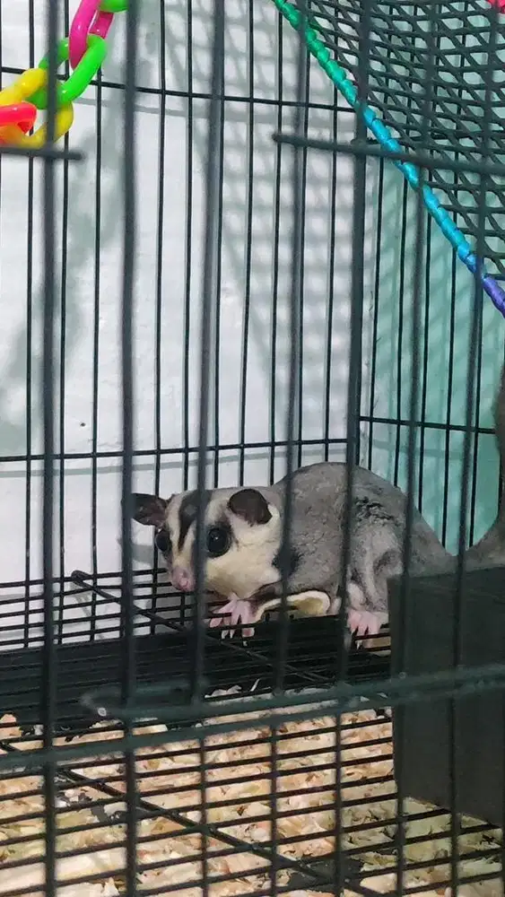 Sugar glider white face