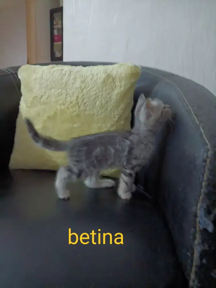 jual anak kucing / kitten